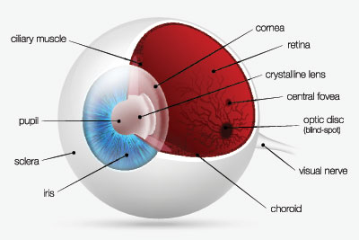 Diagram of the different parts of an eyeball